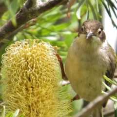 Melithreptus brevirostris (Brown-headed Honeyeater) at Paddys River, ACT - 15 Jan 2015 by JohnBundock