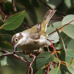 Melithreptus brevirostris at Paddys River, ACT - 15 Jan 2015