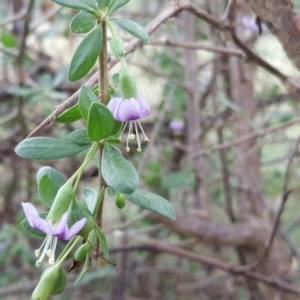 Lycium ferocissimum at Isaacs Ridge - 15 Jan 2016