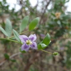 Lycium ferocissimum at Isaacs Ridge - 15 Jan 2016 08:36 AM