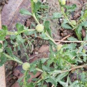 Centipeda cunninghamii at Jerrabomberra, ACT - 15 Jan 2016