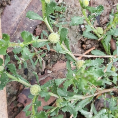 Centipeda cunninghamii (Common Sneezeweed) at Jerrabomberra, ACT - 14 Jan 2016 by Mike