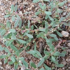 Polygonum plebeium (Small Knotweed) at ISA100: Long Gully Rd/Mugga Lane - 14 Jan 2016 by Mike