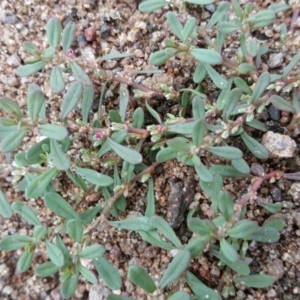 Polygonum plebeium at Isaacs Ridge - 15 Jan 2016 08:43 AM