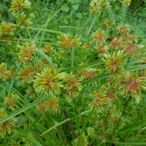 Cyperus eragrostis at Jerrabomberra, ACT - 15 Jan 2016