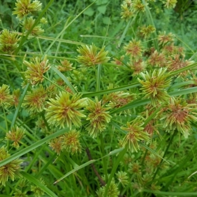 Cyperus eragrostis (Umbrella Sedge) at Isaacs Ridge - 14 Jan 2016 by Mike