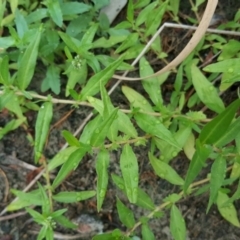 Persicaria prostrata (Creeping Knotweed) at Jerrabomberra, ACT - 15 Jan 2016 by Mike