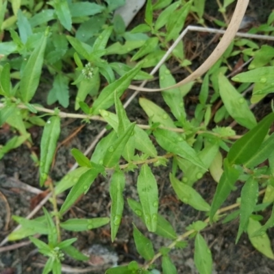 Persicaria prostrata (Creeping Knotweed) at Jerrabomberra, ACT - 15 Jan 2016 by Mike
