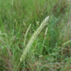 Setaria parviflora (Slender Pigeon Grass) at Jerrabomberra, ACT - 15 Jan 2016 by Mike