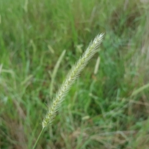 Setaria parviflora at Jerrabomberra, ACT - 15 Jan 2016