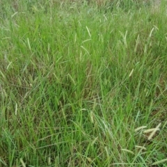 Setaria parviflora at Jerrabomberra, ACT - 15 Jan 2016 08:47 AM