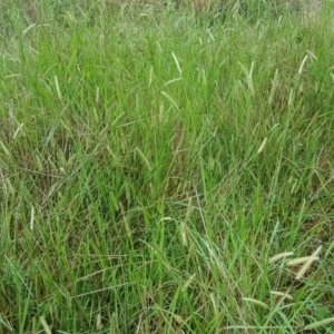 Setaria parviflora at Jerrabomberra, ACT - 15 Jan 2016 08:47 AM