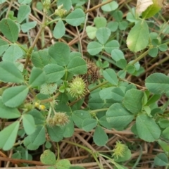 Medicago polymorpha (Burr Medic) at Jerrabomberra, ACT - 14 Mar 2016 by Mike