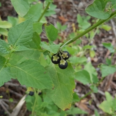 Solanum nigrum (Black Nightshade) at Jerrabomberra, ACT - 14 Mar 2016 by Mike