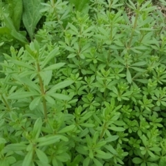 Galium aparine (Goosegrass, Cleavers) at Jerrabomberra, ACT - 15 Mar 2016 by Mike