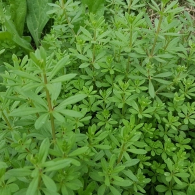 Galium aparine (Goosegrass, Cleavers) at Jerrabomberra, ACT - 15 Mar 2016 by Mike