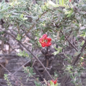 Grevillea alpina at Canberra Central, ACT - 25 Oct 2014 03:56 PM