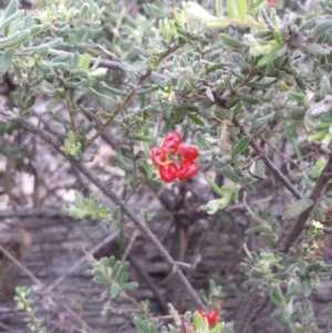 Grevillea alpina at Canberra Central, ACT - 25 Oct 2014
