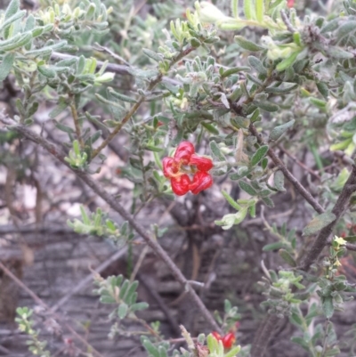 Grevillea alpina (Mountain Grevillea / Cat's Claws Grevillea) at Black Mountain - 25 Oct 2014 by ClubFED