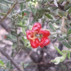 Grevillea alpina at Canberra Central, ACT - 25 Oct 2014