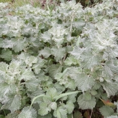 Marrubium vulgare (Horehound) at Jerrabomberra, ACT - 14 Mar 2016 by Mike