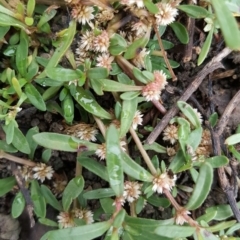 Alternanthera denticulata (Lesser Joyweed) at Isaacs Ridge Offset Area - 14 Mar 2016 by Mike