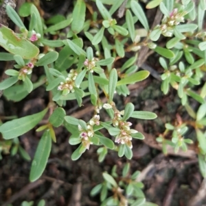 Polygonum plebeium at Isaacs Ridge Offset Area - 15 Mar 2016