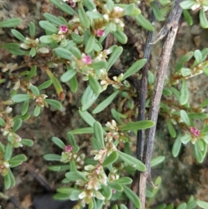 Polygonum plebeium at Isaacs Ridge Offset Area - 15 Mar 2016