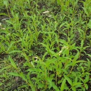 Persicaria lapathifolia at Isaacs Ridge Offset Area - 15 Mar 2016 09:21 AM