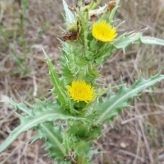 Sonchus asper (Prickly Sowthistle) at Jerrabomberra, ACT - 14 Mar 2016 by Mike