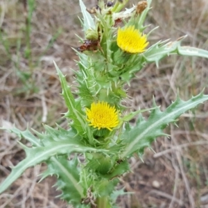 Sonchus asper at Jerrabomberra, ACT - 15 Mar 2016