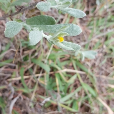 Chrysocephalum apiculatum (Common Everlasting) at Jerrabomberra, ACT - 15 Mar 2016 by Mike