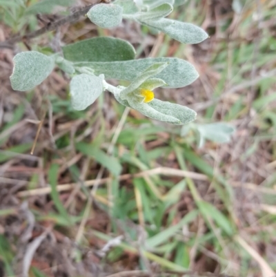 Chrysocephalum apiculatum (Common Everlasting) at Jerrabomberra, ACT - 14 Mar 2016 by Mike