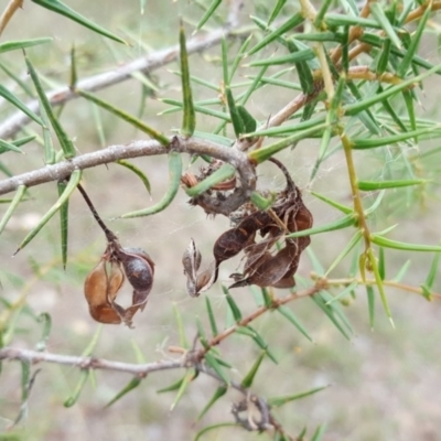 Acacia ulicifolia (Prickly Moses) at Jerrabomberra, ACT - 15 Mar 2016 by Mike