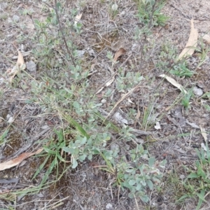 Hibbertia obtusifolia at Jerrabomberra, ACT - 15 Mar 2016