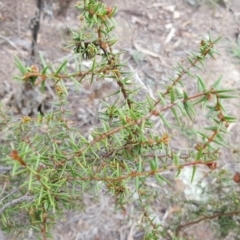 Acacia ulicifolia (Prickly Moses) at Isaacs Ridge - 15 Mar 2016 by Mike