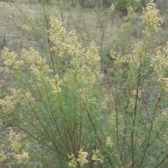 Cassinia quinquefaria (Rosemary Cassinia) at Jerrabomberra, ACT - 14 Mar 2016 by Mike