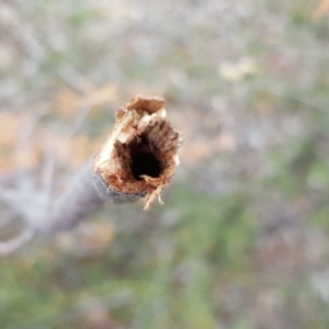 Acacia ulicifolia at Jerrabomberra, ACT - 15 Mar 2016