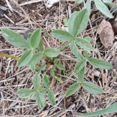 Cullen microcephalum (Dusky Scurf-pea) at Jerrabomberra, ACT - 15 Mar 2016 by Mike