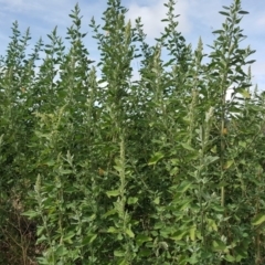 Chenopodium album (Fat Hen) at Garran, ACT - 15 Mar 2016 by Mike