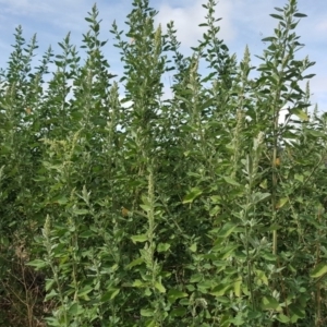 Chenopodium album at Garran, ACT - 15 Mar 2016 11:38 AM