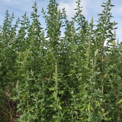 Chenopodium album (Fat Hen) at Garran, ACT - 15 Mar 2016 by Mike