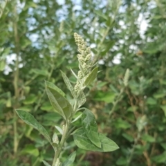 Chenopodium album at Garran, ACT - 15 Mar 2016 11:38 AM