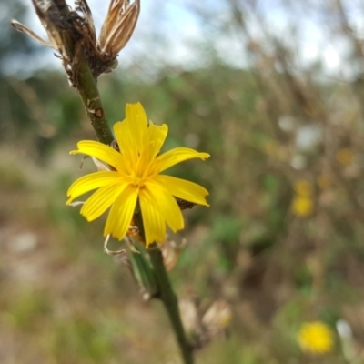 Chondrilla juncea (Skeleton Weed) at Garran, ACT - 15 Mar 2016 by Mike