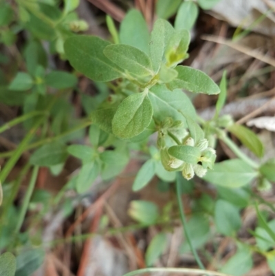 Mentha diemenica (Wild Mint, Slender Mint) at Isaacs, ACT - 15 Mar 2016 by Mike