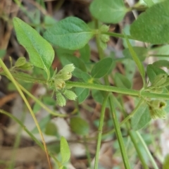 Mentha diemenica at Isaacs, ACT - 15 Mar 2016 03:02 PM