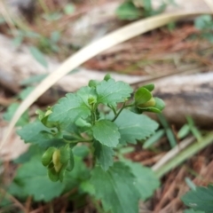 Veronica calycina (Hairy Speedwell) at Isaacs, ACT - 15 Mar 2016 by Mike