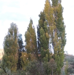 Populus nigra (Lombardy Poplar) at Paddys River, ACT - 5 Apr 2015 by MichaelBedingfield