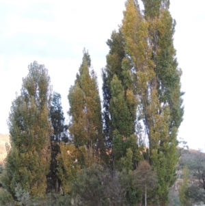 Populus nigra at Paddys River, ACT - 5 Apr 2015