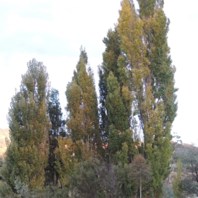 Populus nigra (Lombardy Poplar) at Paddys River, ACT - 5 Apr 2015 by michaelb